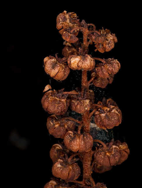 Pterospora andromedea 18-9399.jpg